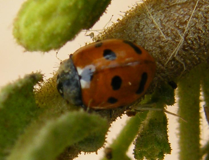 Hippodamia variegata?